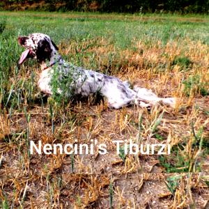 Nencini's Tiburzi